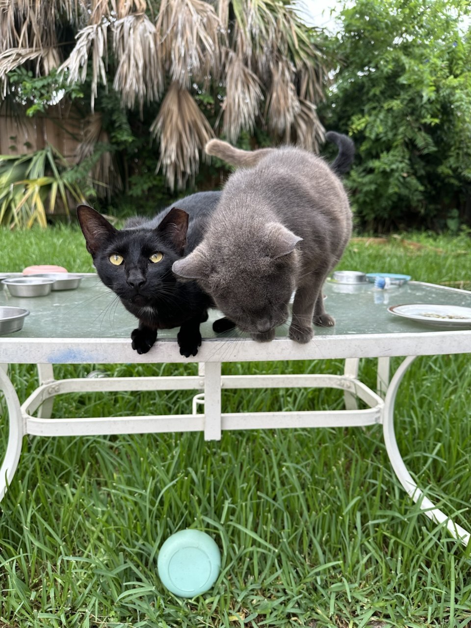 Earl, a black cat, crouched at the edge of the feeding table while a grey friend digs in beside him