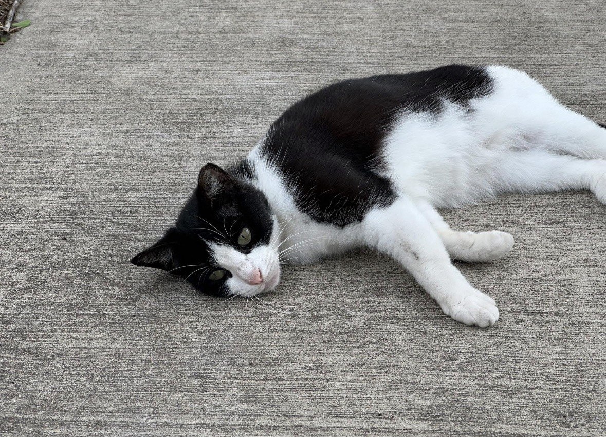 Zeppo, a black and white cat, stretched out on his side on warm concrete