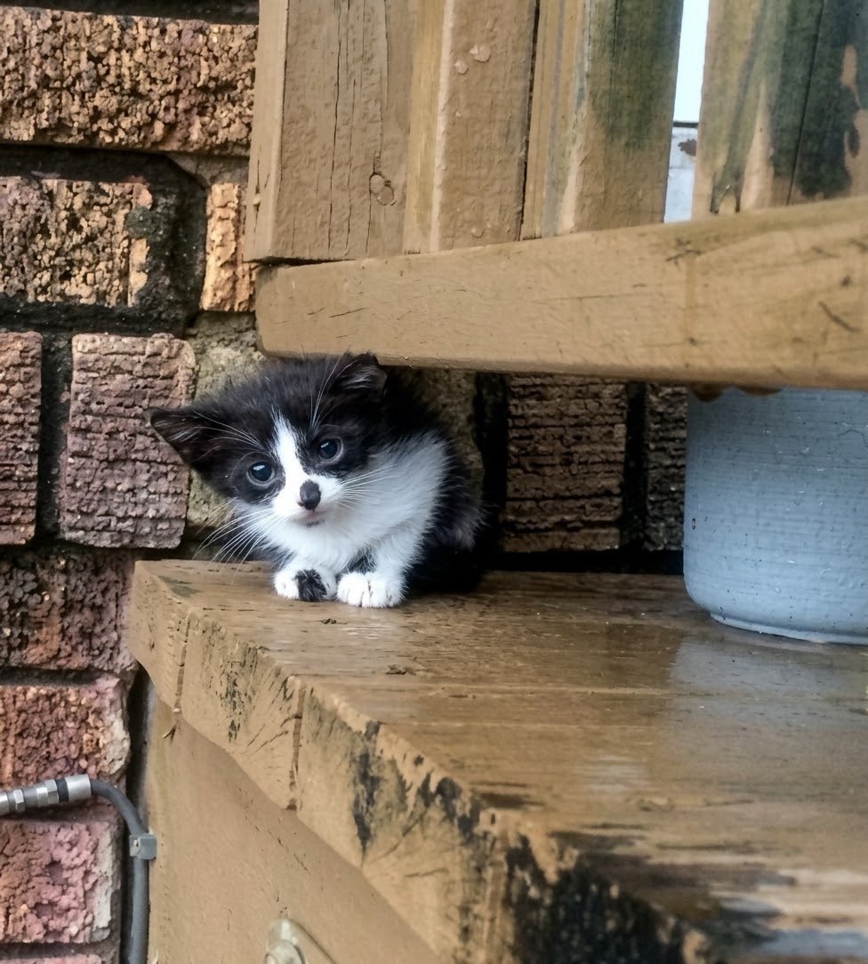 Zoe, a black and white kitten, tucked between the brick wall and a rain-soaked wooden step