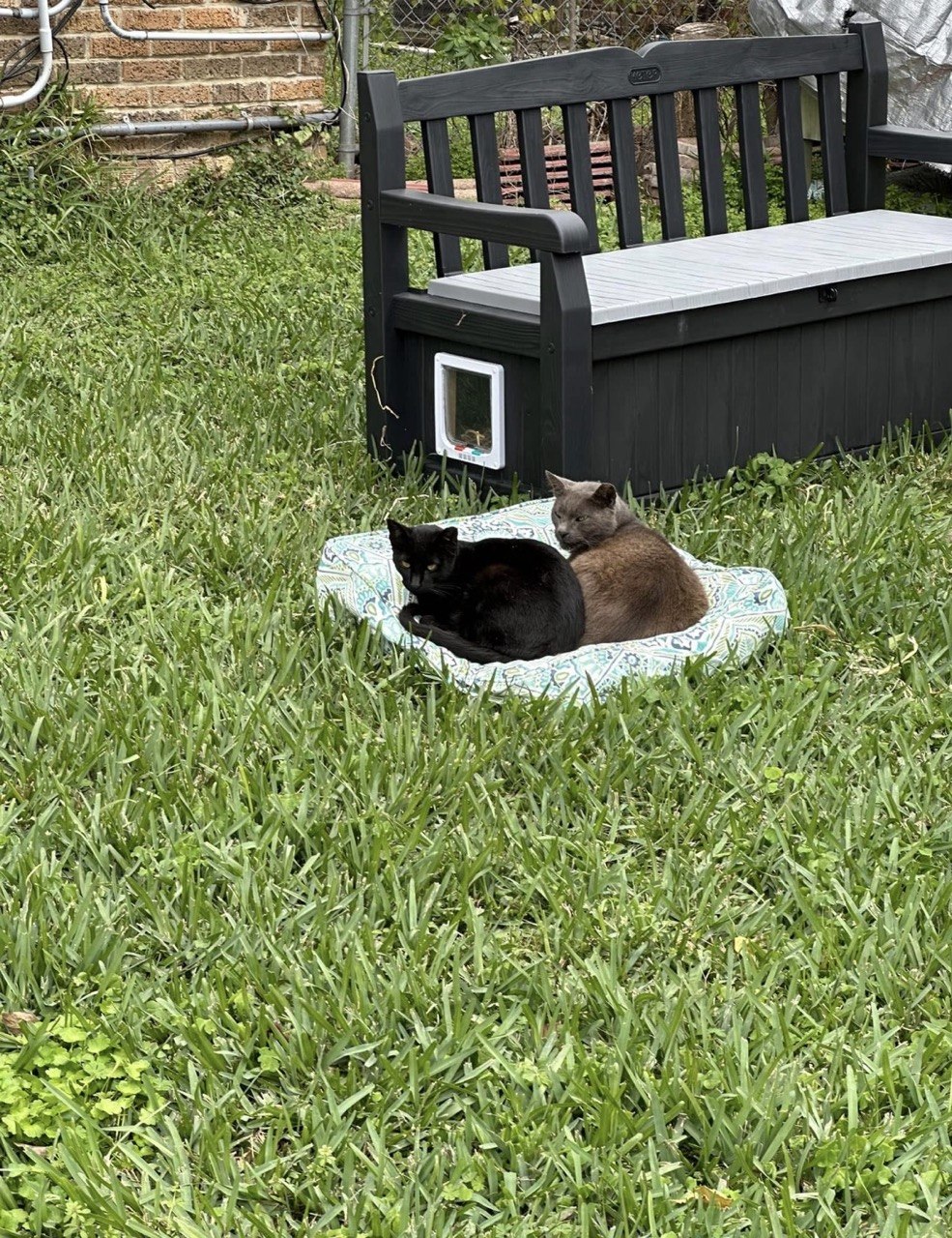 Two colony cats curled up together in a cat bed on the grass in front of a shelter bench